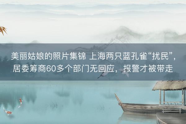 美丽姑娘的照片集锦 上海两只蓝孔雀“扰民”，居委筹商60多个部门无回应，报警才被带走